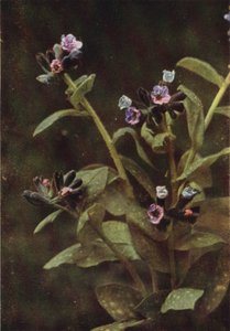 Vilde blomster: Lungeurt (farvefoto) af Charles Essenhigh Corke