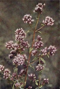 Vilde blomster: Merian (farvefoto)