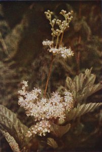 Vilde blomster: Meadow-Sweet (farvefoto) af Charles Essenhigh Corke