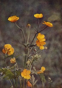 Vilde blomster: Meadow Buttercup (farvefoto)