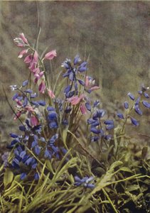 Vilde blomster: Mælkeurt (farvefoto) af Charles Essenhigh Corke