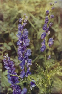 Vilde blomster: Monkshood (farvefoto) af Charles Essenhigh Corke