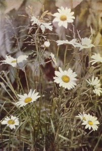 Vilde blomster: Ox-Eye Daisy (farvefoto) af Charles Essenhigh Corke