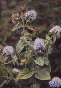 Vilde blomster: Peber-Mynte (farvefoto)