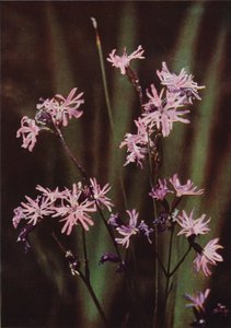 Vilde blomster: Ragged Robin (farvefoto)