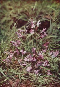 Vilde blomster: Rød rangle (farvefoto)