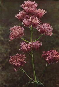 Vilde blomster: Rød baldrian (farvefoto) af Charles Essenhigh Corke