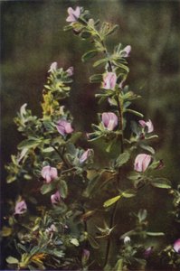 Vilde blomster: Rest Harrow (farvefoto)