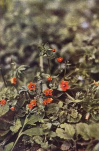 Vilde blomster: Scarlet Pimpernel (farvefoto)