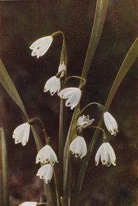 Vilde blomster: Snefnug (farvefoto)