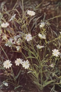 Vilde blomster: Stitchwort (farvefoto) af Charles Essenhigh Corke