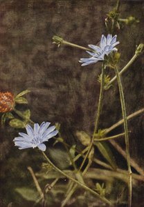 Vilde blomster: Succory (farvefoto)