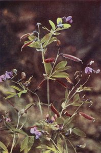 Vilde blomster: Tuberous Bitter Pea (farvefoto)
