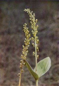 Vilde blomster: Twayblade (farvefoto) af Charles Essenhigh Corke