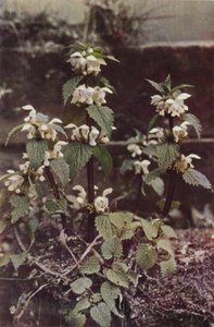Vilde blomster: White Deadnettle (farvefoto)