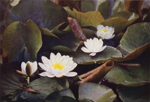 Vilde blomster: Hvid åkande (farvefoto) af Charles Essenhigh Corke