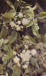 Vilde blomster: Wild Clematis (farvefoto)