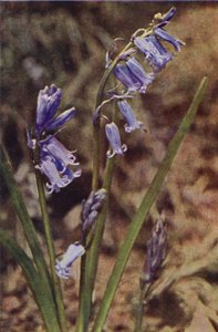 Vilde blomster: Wild Hyacinth (farvefoto)