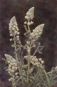 Vilde blomster: Wild Mignonette (farvefoto)