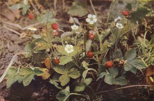 Vilde blomster: Wild Strawberry (farvefoto)