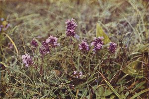 Vilde blomster: Vild Timian (farvefoto)