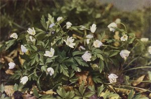 Vilde blomster: Skovanemone (farvefoto)