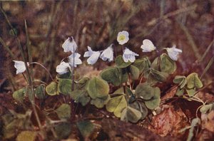 Vilde blomster: Skovsyre (farvefoto)