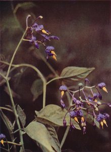 Vilde blomster: Woody Nightshade (farvefoto)