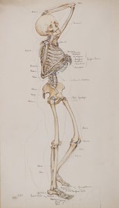 Undersøgelse [Menneskeskelet (knogler med tekst)], ca. 1884 (akvarel)