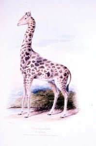 Giraffe af James Edwin Edward Dawe, illustration til The Ruminantia Vol. I (akvarel)