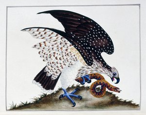 Rovfugl med slange, 1808-21 af Charles Hayes