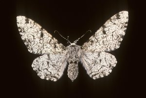 Betularia biston/Birk Phalene af Augustus Kollner