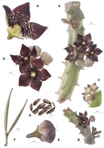 Botanisk bestyrelse/Apteranthes joannis af Augustus Kollner