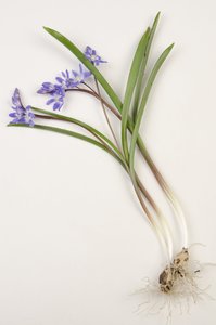 Botanisk tavle/Chionodoxa forbesii/Chionodoxa luciliae/Sneens herlighed