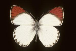Colotis danae/Crimson af Augustus Kollner