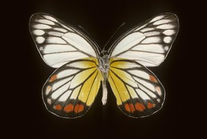 Delias hyparete/Mand af Augustus Kollner
