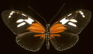 Heliconius burneyi catherina/Heliconie af Augustus Kollner