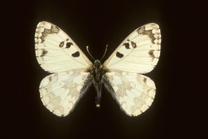 Hypermnestra helios af Augustus Kollner