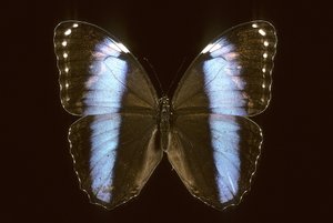 Morpho achilles/han af Augustus Kollner