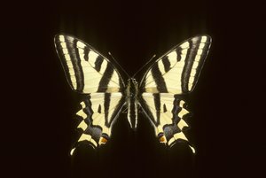 Papilio alexanor/Alexanor af Augustus Kollner