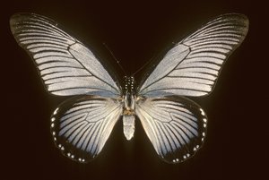 Papilio zalmoxis/Sejlbåd blå af Augustus Kollner