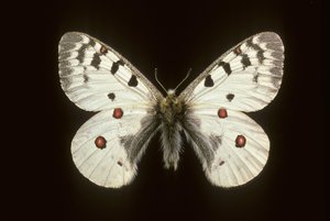 Parnassius phoebus/lille apollo af Augustus Kollner