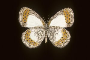 Physcaeneura leda af Augustus Kollner