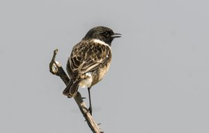 Saxicola torquata/Dawler/Common Stonechat af Augustus Kollner