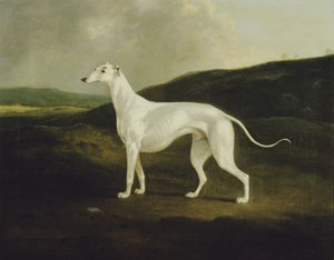 En Greyhound i et Landskab