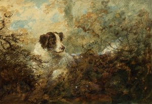 Hund (olie om bord)