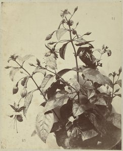 Blomsterstilleben med fuchsia af Charles Hippolyte Aubry