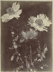 Blomsterstilleben med valmuer af Charles Hippolyte Aubry