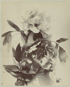 Blomsterstilleben med pæoner af Charles Hippolyte Aubry