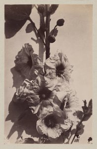 Blomsterstilleben med stokrose af Charles Hippolyte Aubry